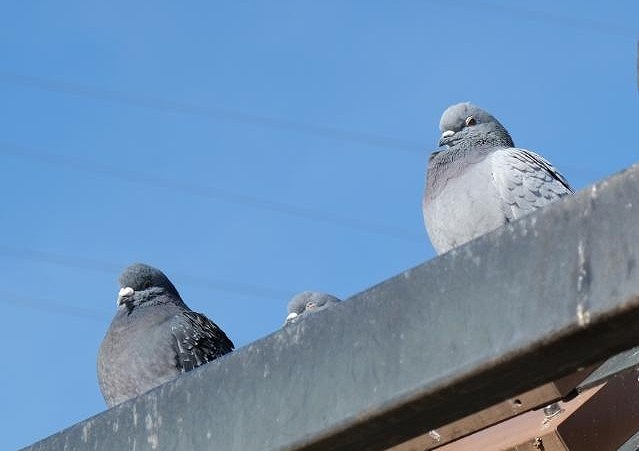 鳩　家　被害